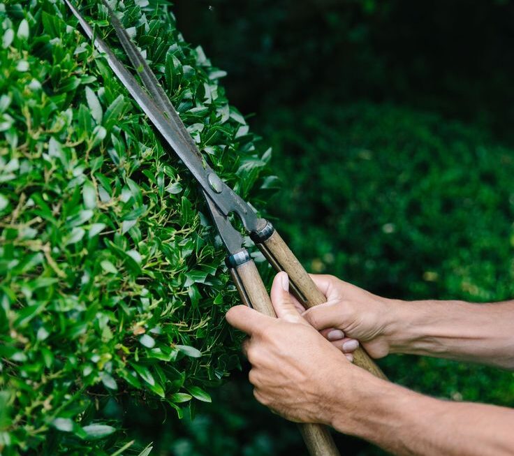 Topiary Shears - Buy Handmade Topiary Shears For Box _ Niwaki